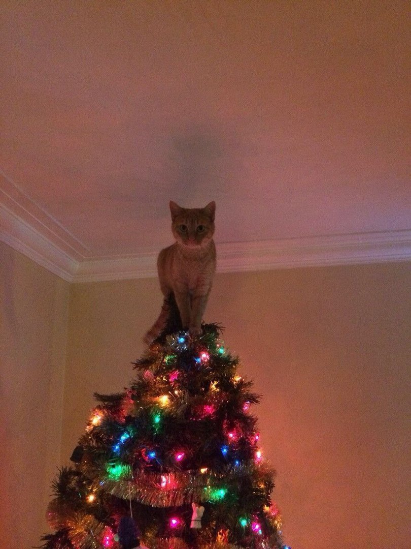 2019 year - 21Times Animals Behaved Like aGrinch When They Saw aChristmas Tree 2019 year