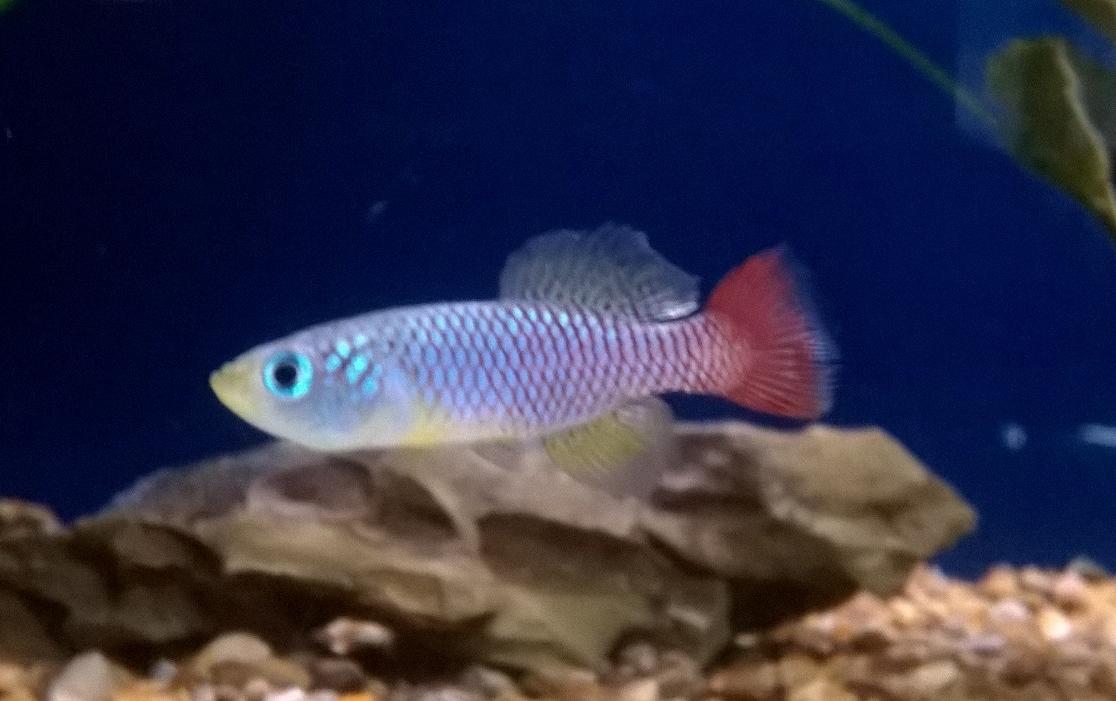 FishFinatics1's tweet image. We have lots of beautiful new fish out of quarantine and now ready for sale :) Call us on 01704 891 796 for details
#tropicalfish  #Burscough  #Aquariumfish #Ormskirk #Africanchichlids