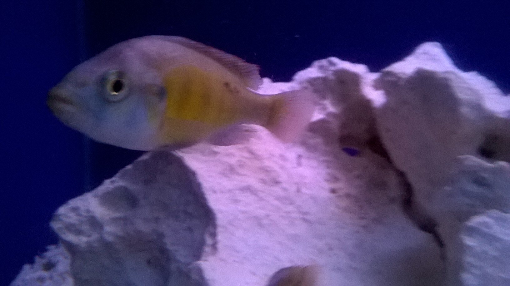Finatics tropical hot sale fish