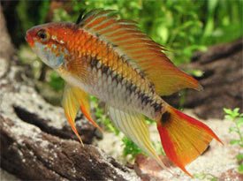 FishFinatics1's tweet image. We have lots of beautiful new fish out of quarantine and now ready for sale :) Call us on 01704 891 796 for details
#tropicalfish  #Burscough  #Aquariumfish #Ormskirk #Africanchichlids