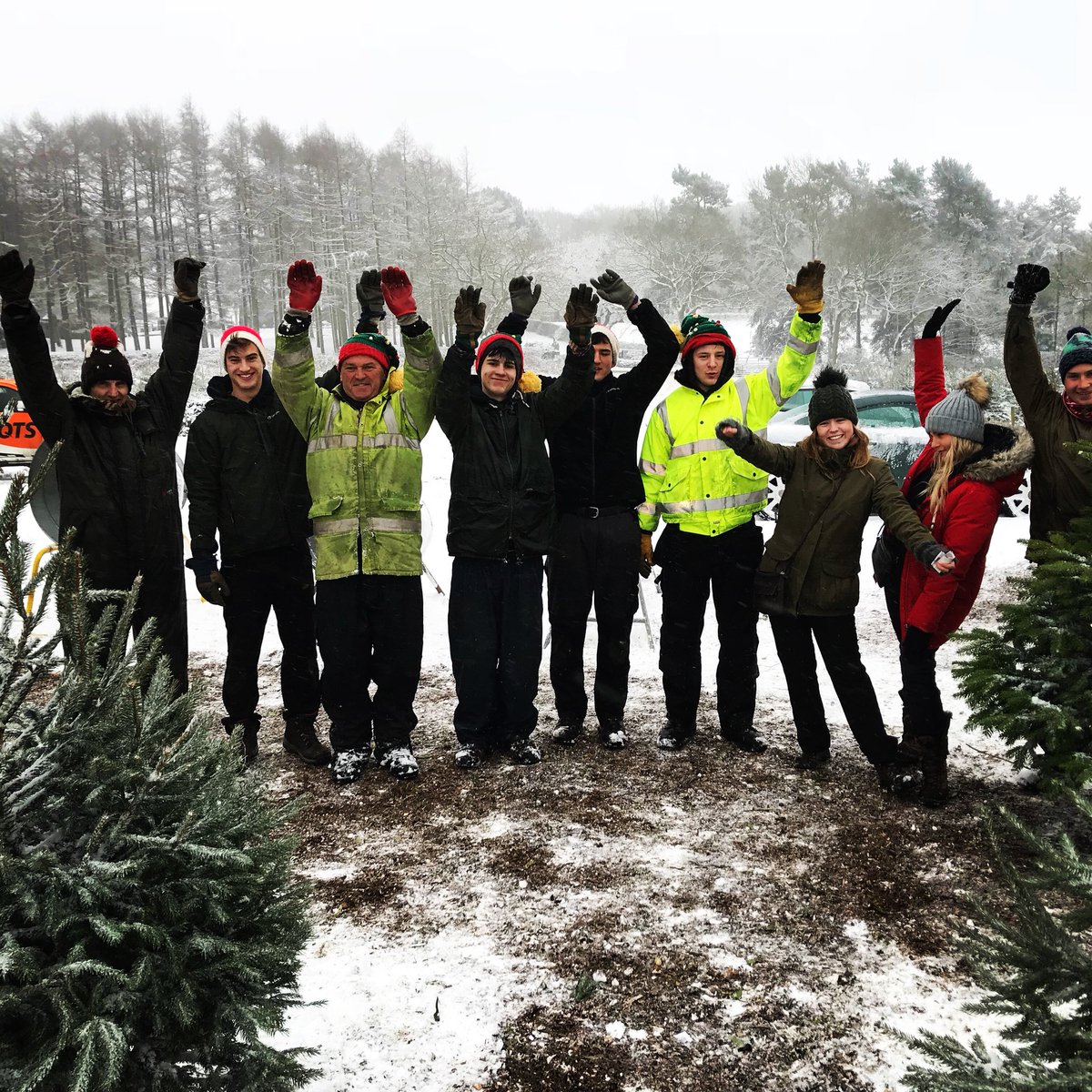 Bradgate Trees tweet media