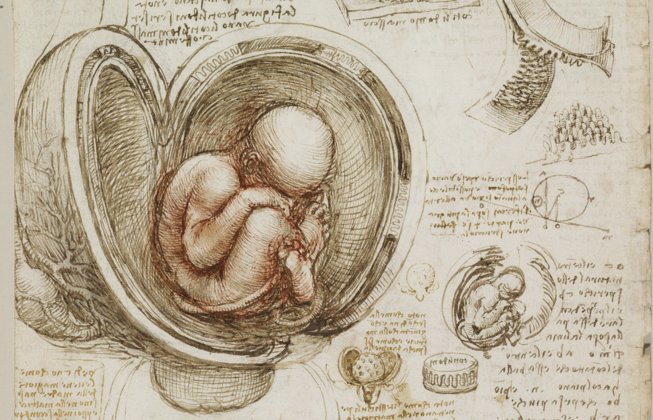 openculture's tweet photo. Download the Sublime Anatomy Drawings of Leonardo da Vinci: Available Online, or in a Great iPad App https://t.co/eDPkgBHTEh https://t.co/inFgWtRbNH