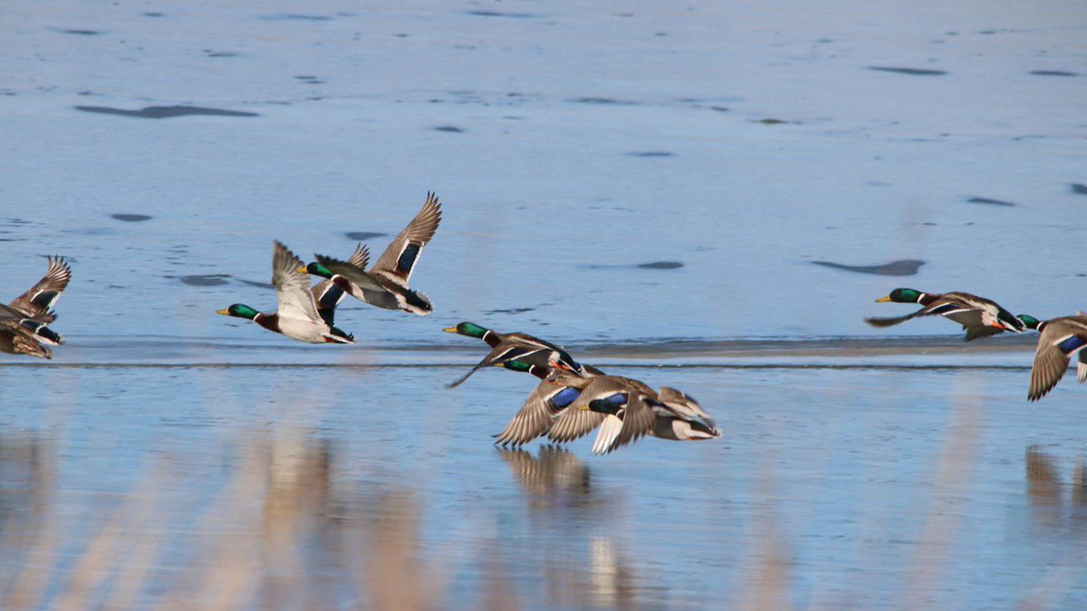 Seguimos mostrando imágenes de la "Laguna de Guialguerrero" en Cubel. #Gallocanta Buen y feliz día para todos. Domingo 10 de diciembre 2017
Fotografías: Mª Carmen Tornos