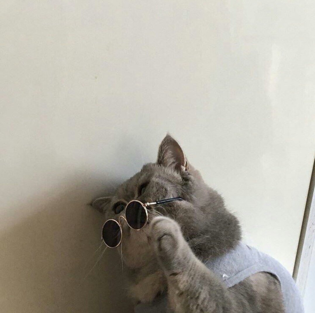 Эстетика котов смешные