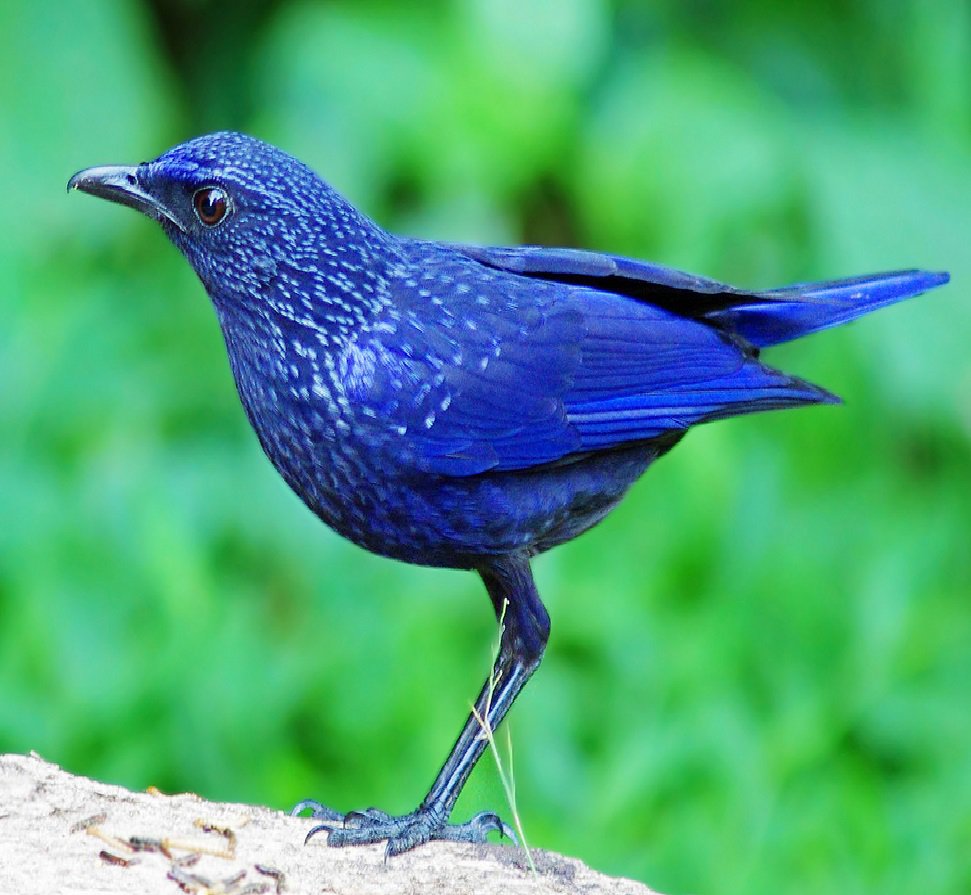 Лиловый Дрозд (Myophonus caeruleus)