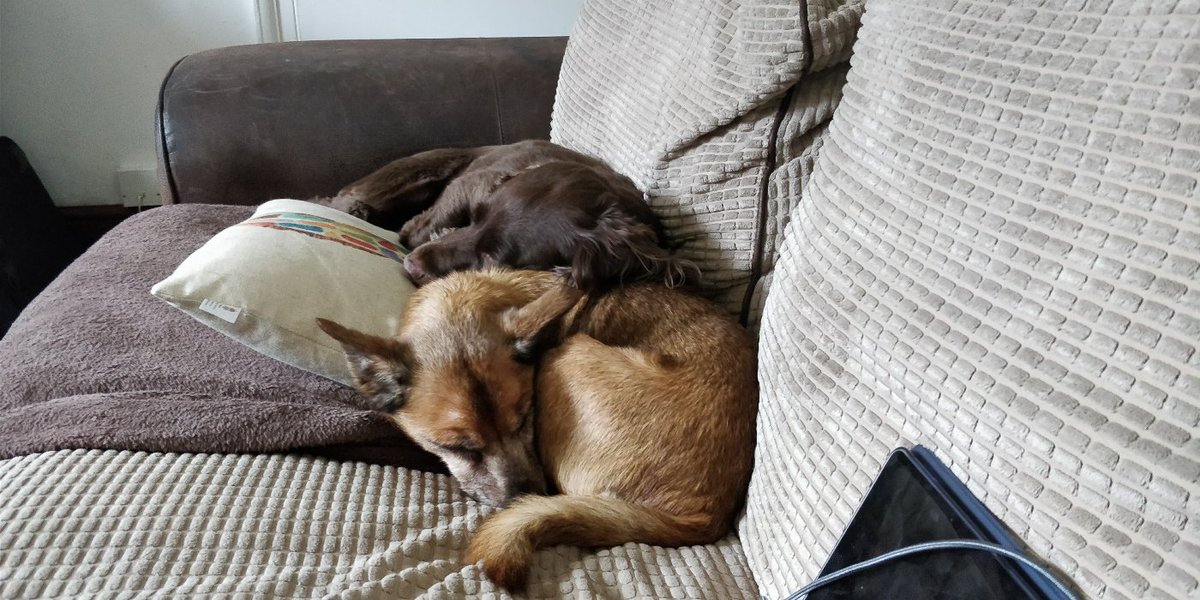 IronicBadger's tweet image. Definitely 100% get a dog. I have a rescue and one I&apos;ve had from a pup. If you can, get a pup - the bond is so much stronger. Getting a dog for me was fantastic and they give back 10x fold what I put in @ChrisLAS #AskError