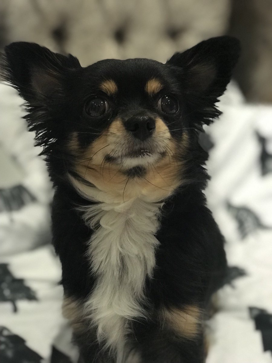 SassyPawsUK's tweet photo. Jessie 💞 https://t.co/znh8arcKml
