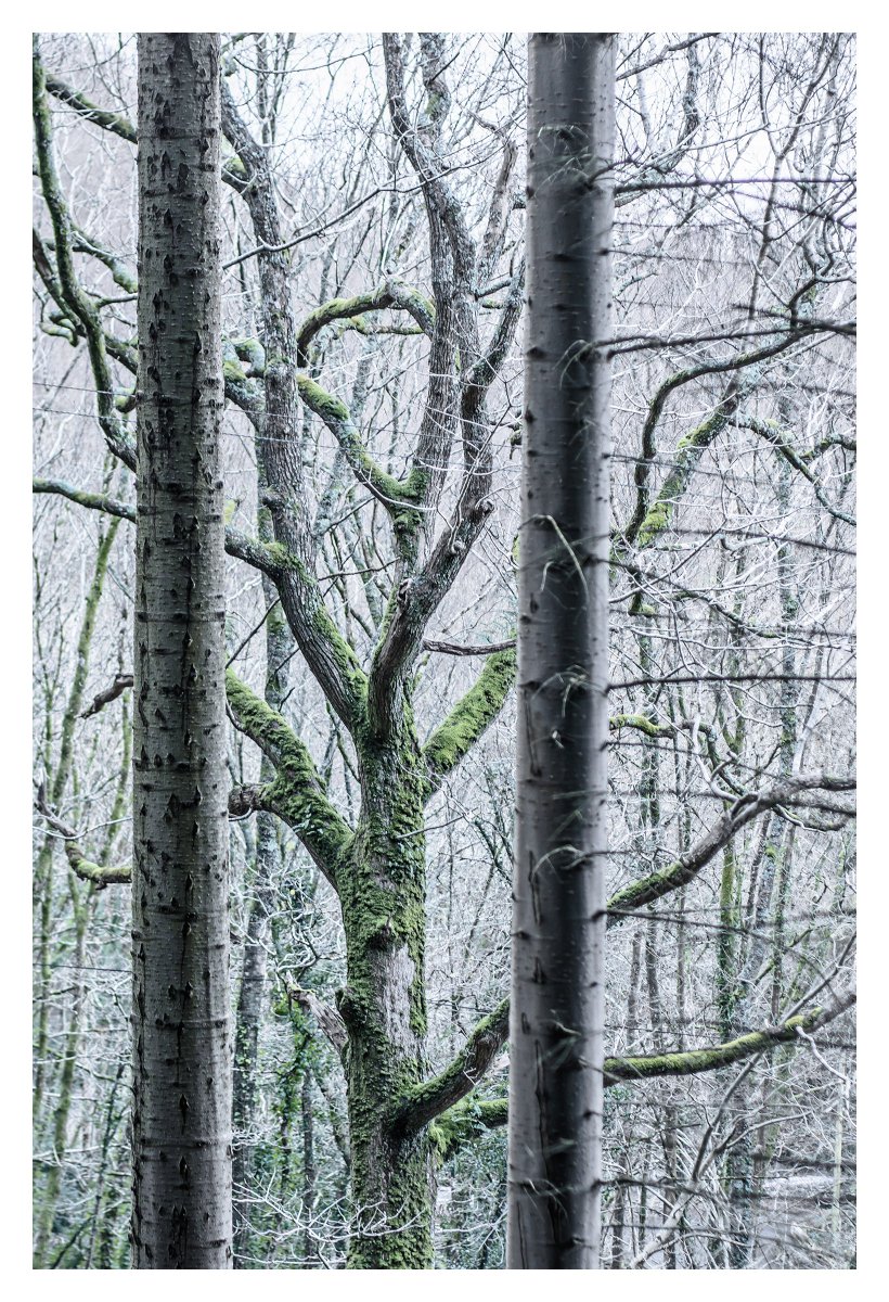 Tom Griffiths tweet media