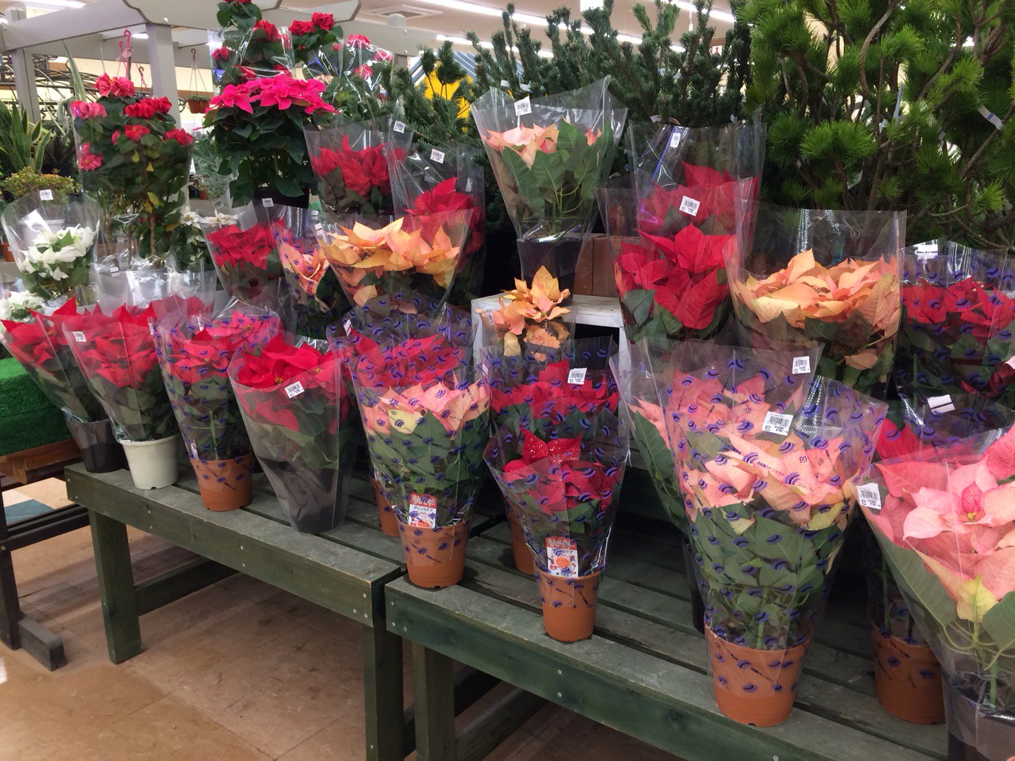 ｃｉｅｌ ａｌｅｎｃｏｎ シエル No Twitter 何だか間に合いそうだったから大治のアズガーデンに行ってきた ポインセチアがたくさん 班入や 色んなカラーが充実 ポインセチア 沖縄で道に自生してたけどw 室内の多肉は安価の小さめハオルチアやサボテンがあった
