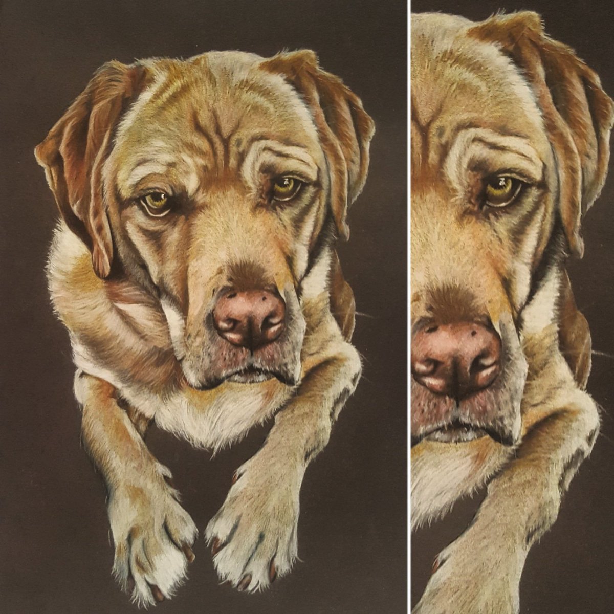 Isaac ❤ #commission #petportrait #art #love #dog #labrador #drawing #fabercastell #polychromos