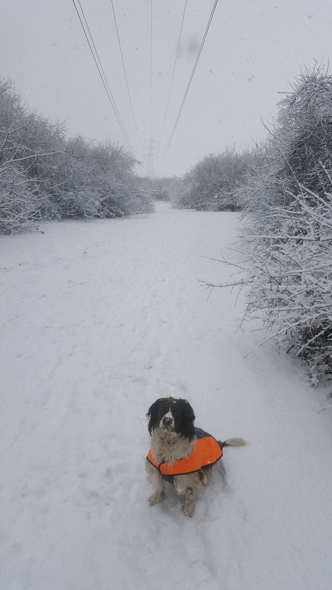 WarhamY's tweet photo. @stukeleymeadows  Lola the soon to be snow dog #StukeleySnow https://t.co/T0TMMzFXAv