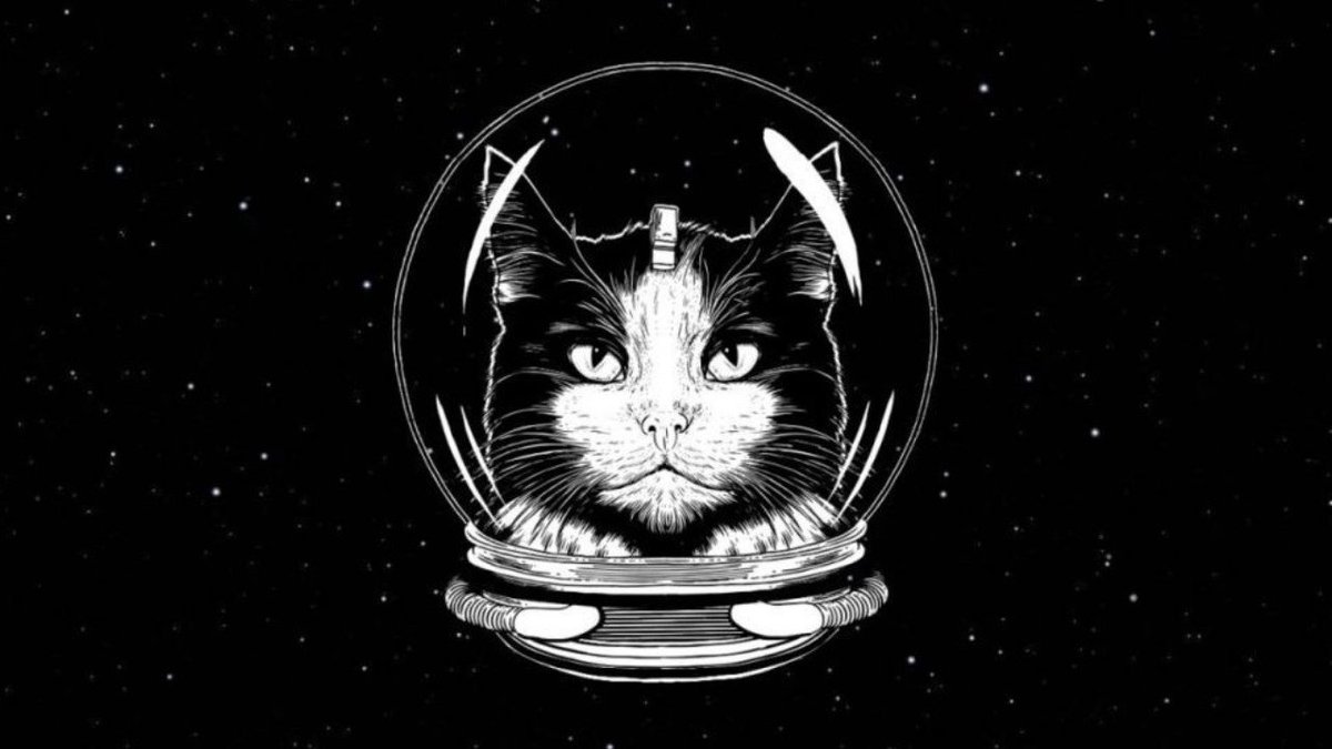 Кошка полетевшая в космос. Первая кошка в космосе Фелисетт. Кошка в космосе Франция.