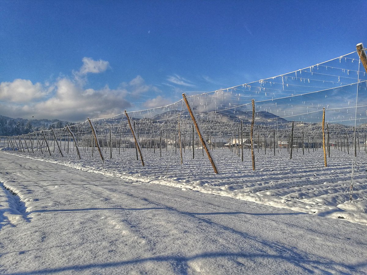 Beauties of the winter 😍 🌬️❄️ #cold #snow #refreshing #hopfield #hops #countryside #view #landscape #Slovenia 🇸🇮