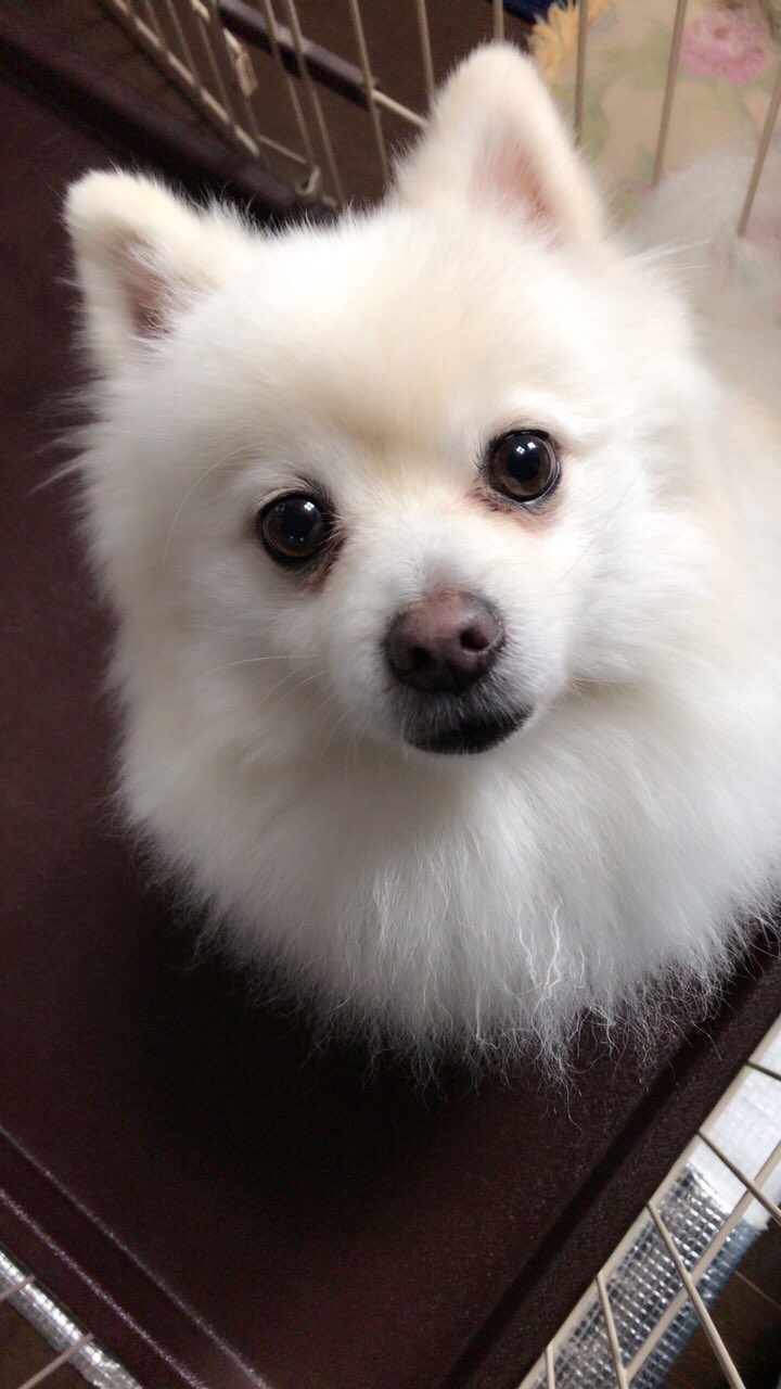 白いポメラニアンのぽまる Twitterissa ねぇねぇ ってばぁ ポメラニアン 白ポメ 白いポメラニアンのぽまる Twitterissa ねぇねぇ ってばぁ ポメラニアン 白ポメ