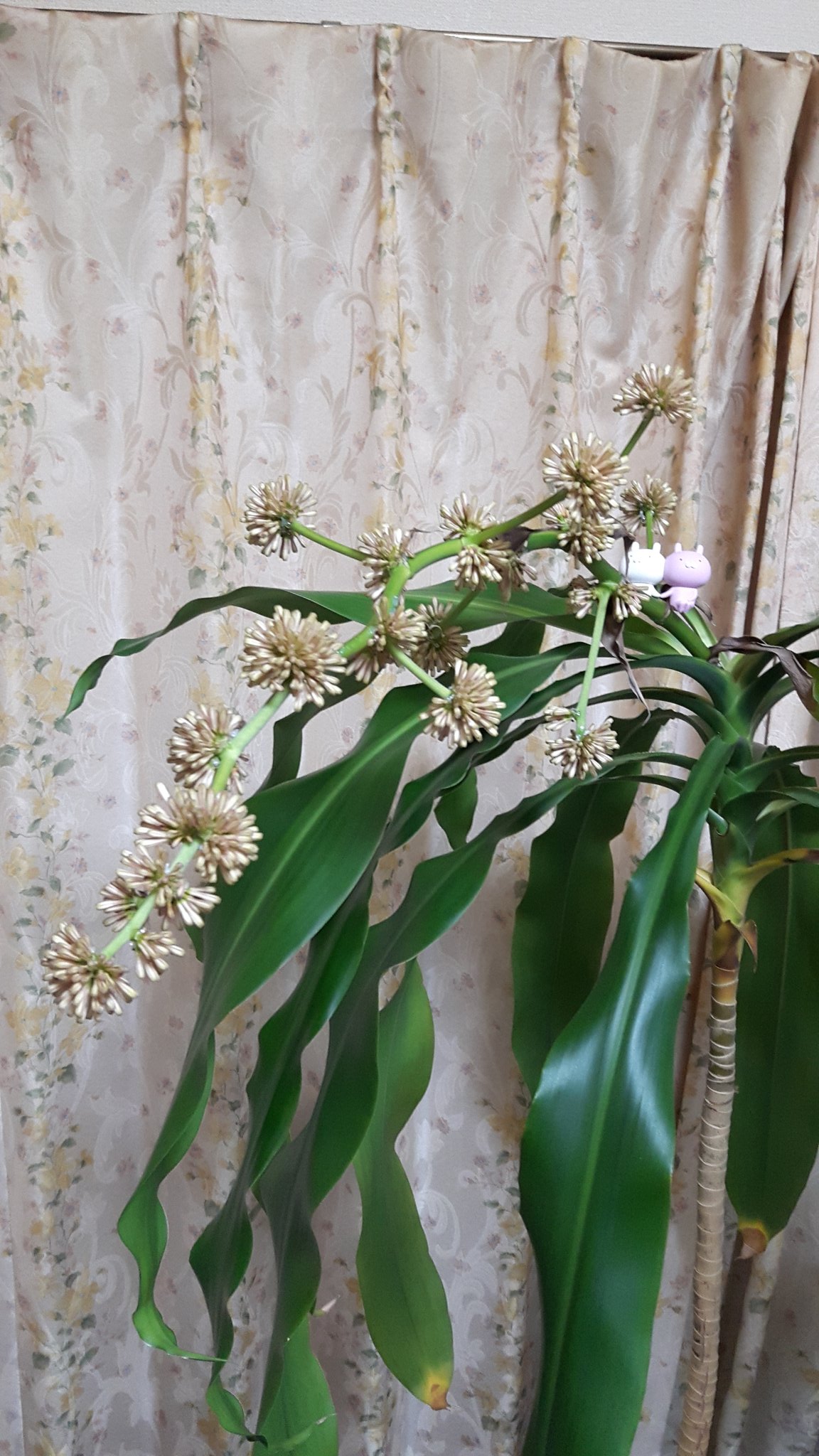 幸福の木の花 Twitter Search Twitter