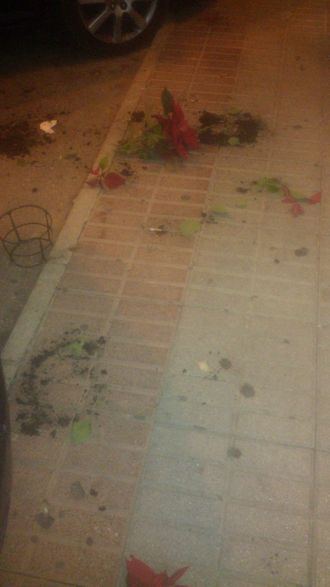 Anoche a las 21 h. en calle Guadalora. Habían arrancado varias flores de las jardineras. ¿Nadie ve nada?