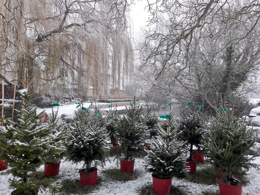 Cambs xmas tree co. 🎄 (@cambsxmastree) on Twitter photo 