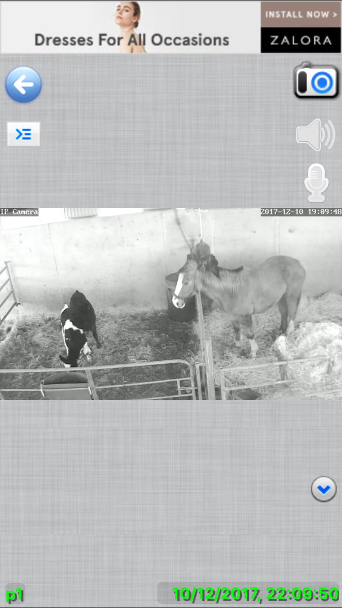DarrenMcCarthy4's tweet photo. Just because I’m 9,680 miles away the father thinks he can sneak this auld mare into my calving shed! Neighhhh I say 🐴 #caughtrotten #smileyourontv 😆 https://t.co/mF7E7lZ7Iv