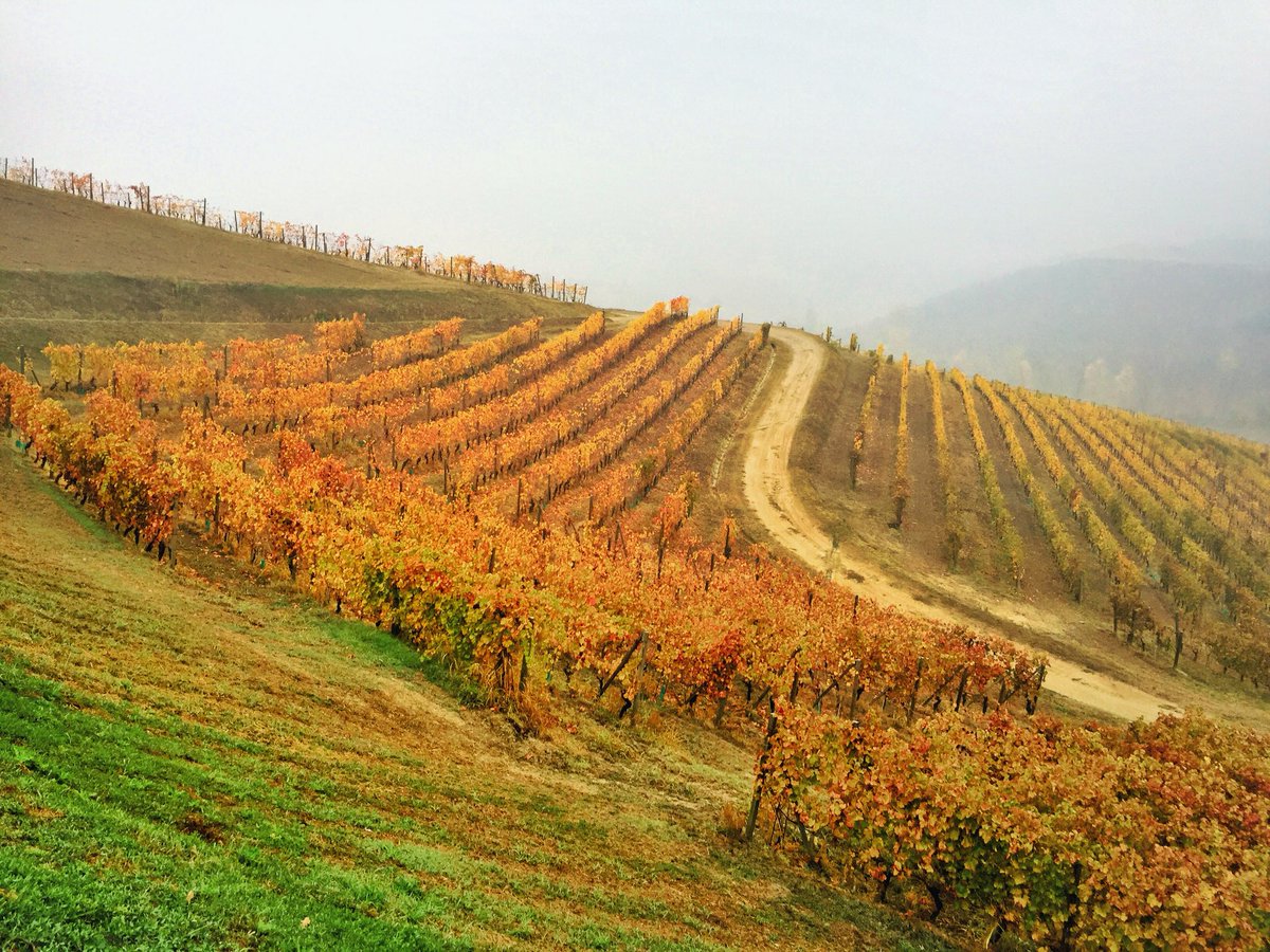 AlbeMarello's tweet photo. Ovunque voi siate #Langhe #Roero #Monferrato https://t.co/Z5iemMqihY