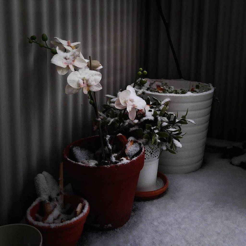 HerzigFilm's tweet photo. Let it snow! Let it snow! Let it snow! 
#snow #winter #snowfall #letitsnow #cold #ice #white #frosty #frost #snowflakes #instagood #wintertime #winterwonderland #whiteworld #photooftheday #snowtime https://t.co/jhcNKS6l5H https://t.co/xUzy3dZZbP
