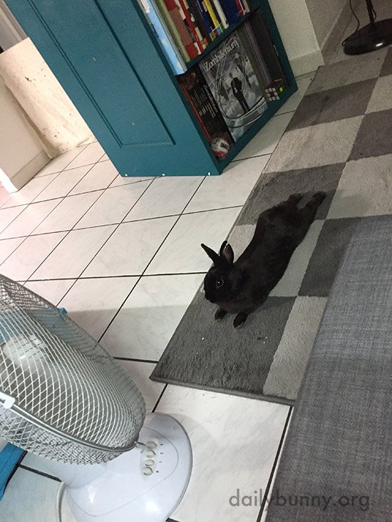 Bunny lies in front of the fan to feel the breeze between his ears: dailybunny.org/posts/2017/12/…