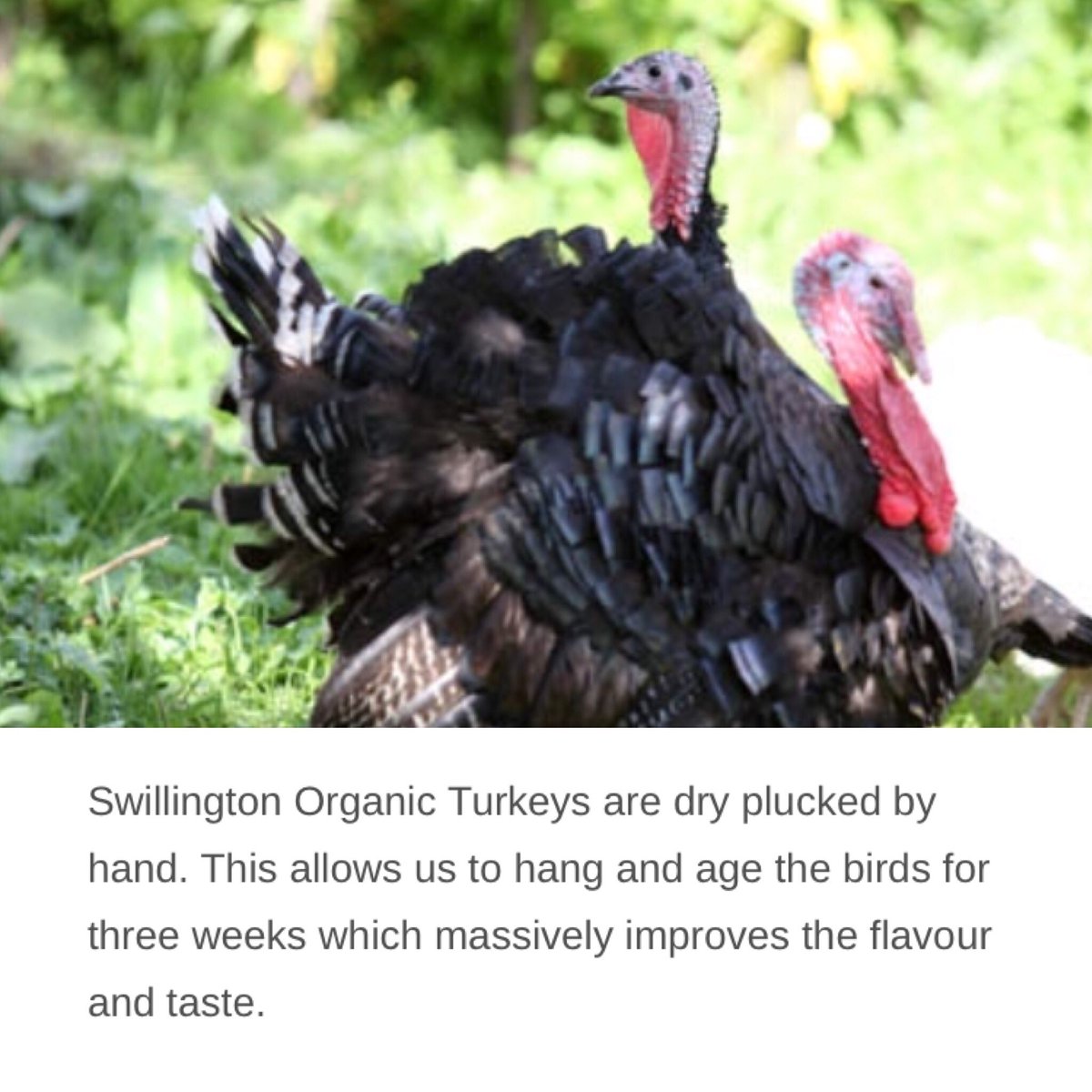 FaHarrogate's tweet image. Only the last few LEFT !! Outdoor Reared Organic Turkeys 🦃  from @swillingtonfarm in 3 sizes...

Order today or tomorrow to avoid disappointment! 📲 

#outdoorreared #organicturkeys #christmas2017 #lastfewremaining #dontdelay