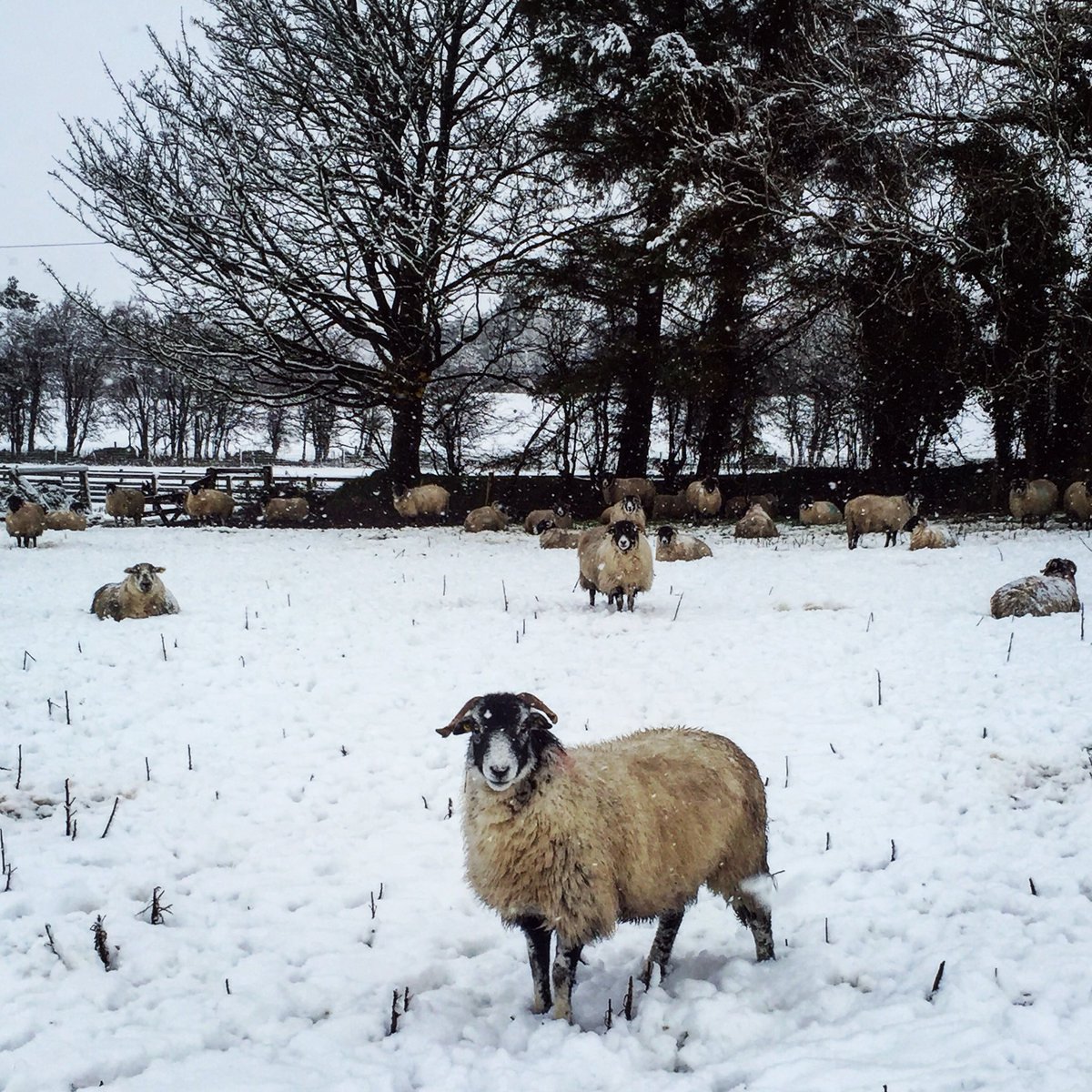 Sheep battling the elements in Galway today! 🐑❄️ #farmingireland