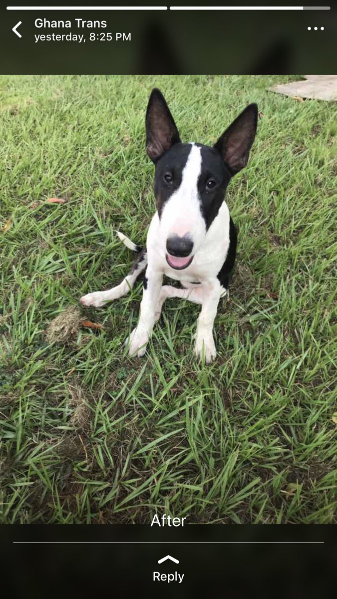 AladinBlaze's tweet photo. Lovely transformation of ma terrier #terrier #Aladinkennel #manbestfriend #dogsinlagos https://t.co/9e2SvP46Uj