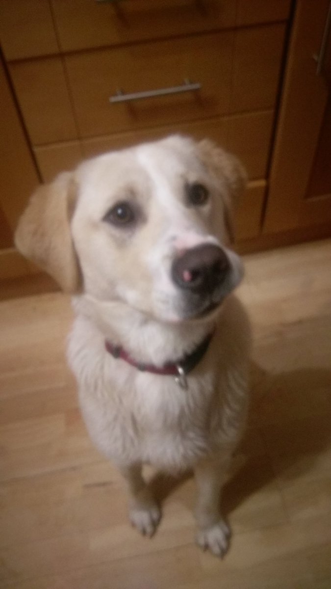 Dog found this evening in classes lake, Ballincollig.  Please share to find his owner.