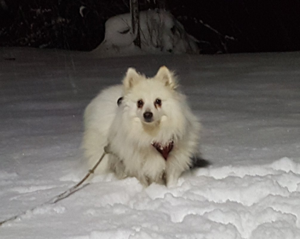 OneEyedFlurry's tweet photo. @DrKatieBecofsky
We thought of u when we saw this.
A #Fitbit could save your life https://t.co/1Lpgmjn4ji via @MailOnline
We can't wait 2 C results of ur #SPOTstudy on #dogs!
Hope u're enjoying the #snow!
#UMass
@Fitbit
@masslivenews https://t.co/MO7hTU2KbD
