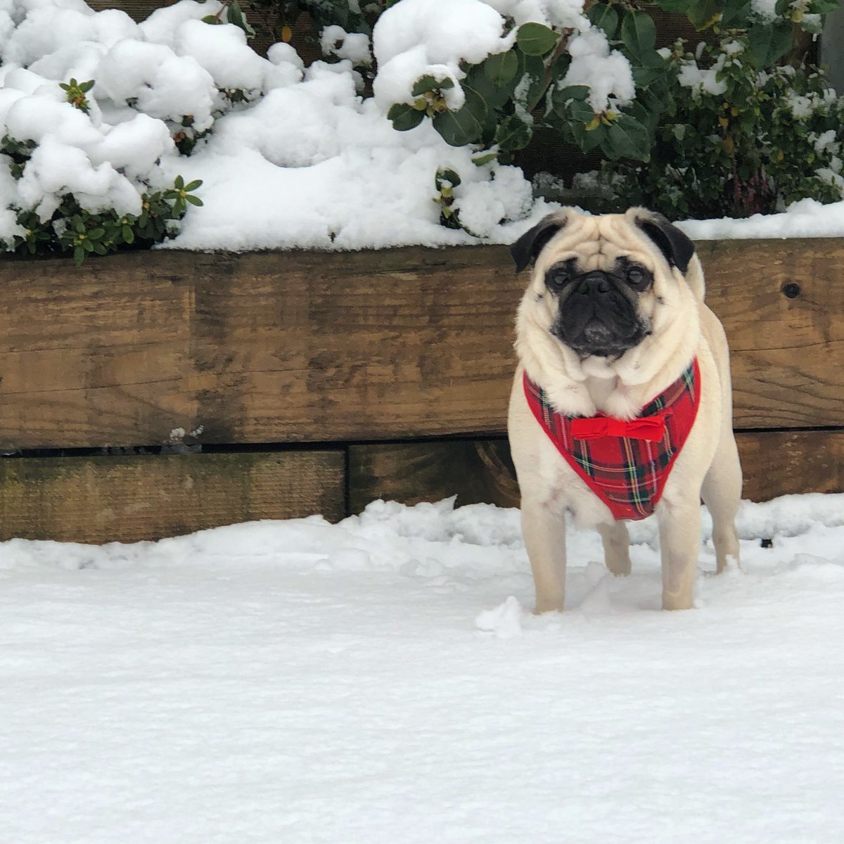 Poochusir's tweet photo. Let it snow ❄️❤️ https://t.co/VjovZX9TKb