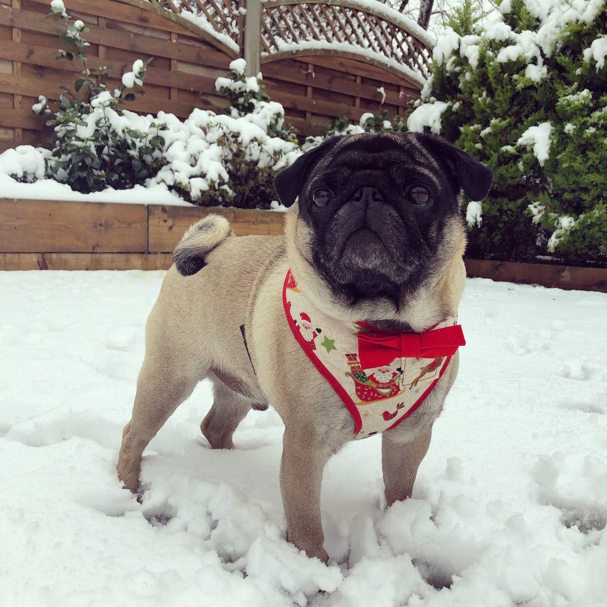 Poochusir's tweet photo. Let it snow ❄️❤️ https://t.co/VjovZX9TKb