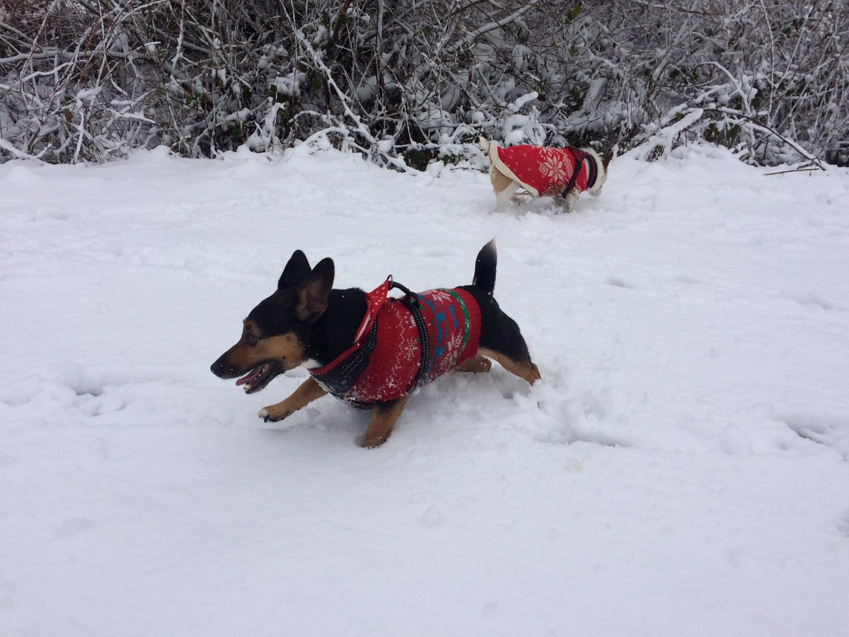 JDScuba's tweet photo. The dogs enjoyed their first mountain walk up Garn Boduan in the snow, feeling allot more Christmassy ❄️#christmas #uksnow https://t.co/l924AEtLcj
