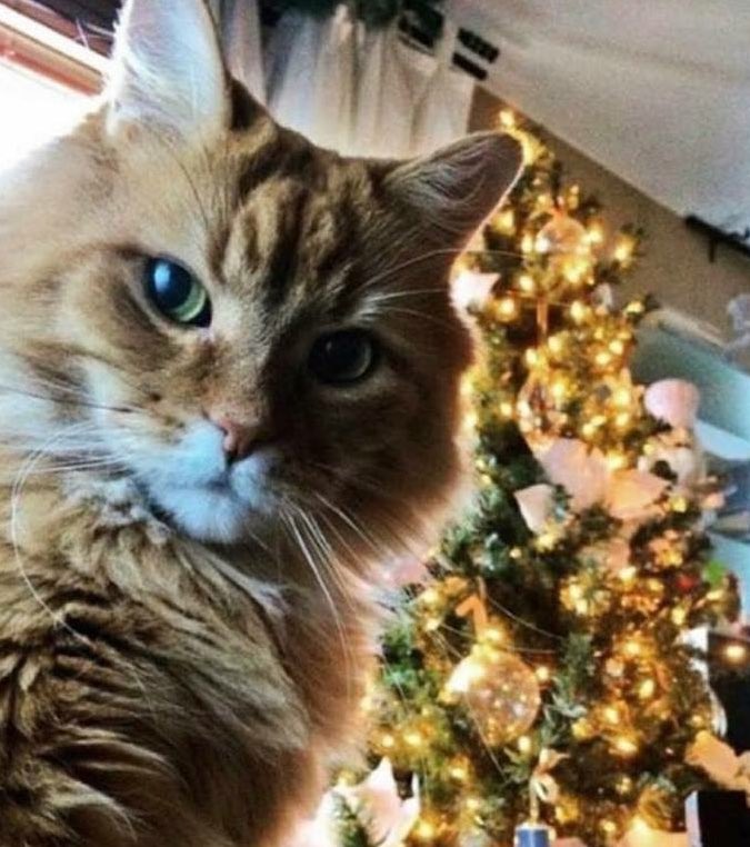 animalsdoing's tweet image. quick pic of me and the tree before i destroy it