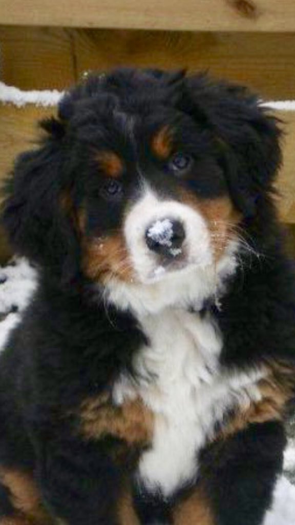 Pup_Benthe's tweet photo. Indeed... Snow is the best treat! It makes my Berner heart beat faster. Back to my roots. #bernesemountaindog https://t.co/xPo4r8gCXx
