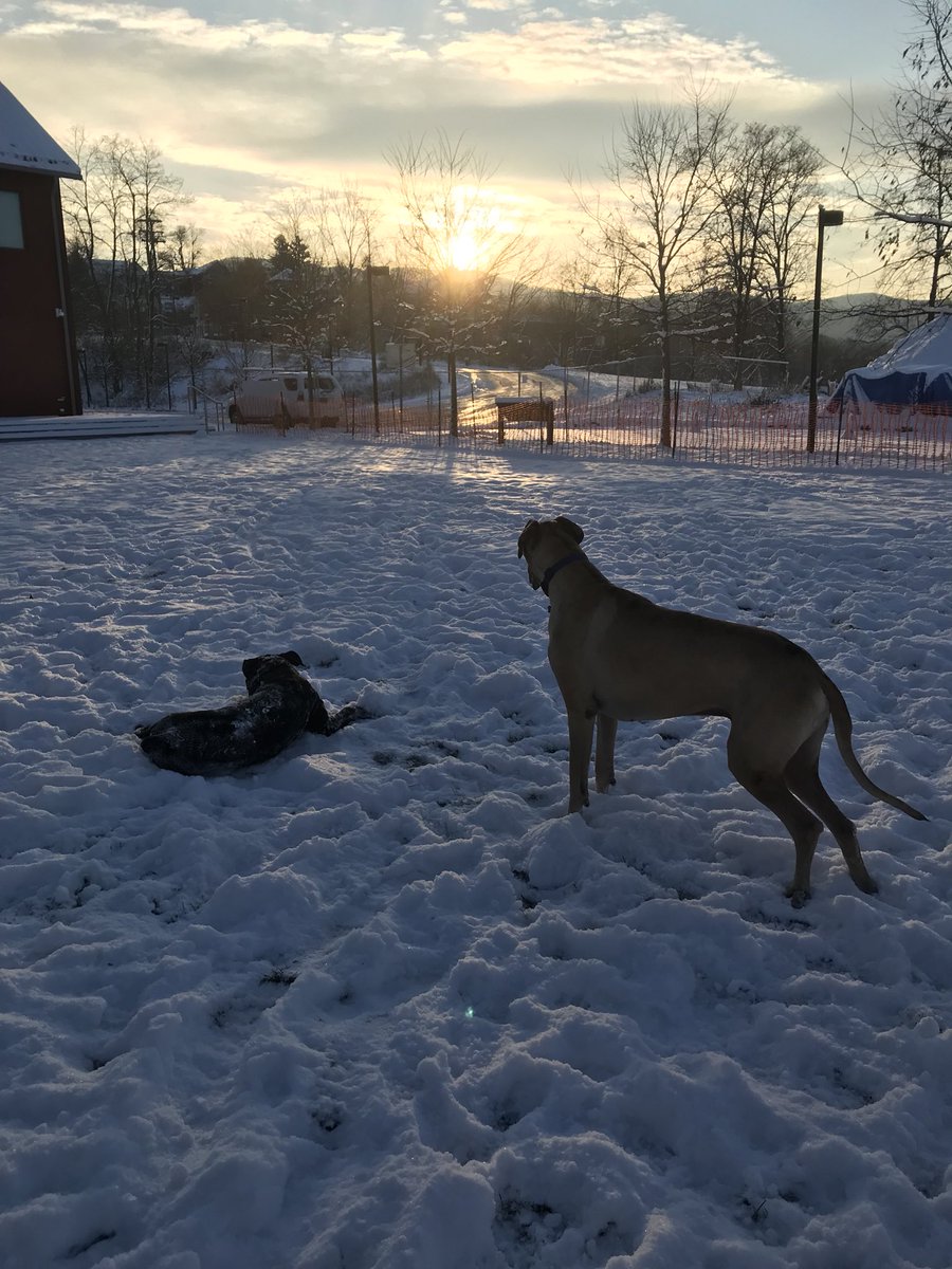GandaraMark's tweet image. Sunrise in Beacon with a couple of snow dogs. It’s cold as shit but they love it! #dogsofwinter #snowdogs