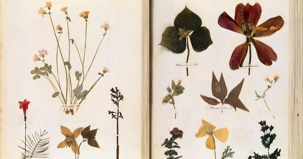 themarginalian's tweet photo. On Emily Dickinson's birthday, her stunning herbarium – a forgotten treasure at the intersection of poetry and science https://t.co/u7swHYMWF1 https://t.co/s01XuucrzR