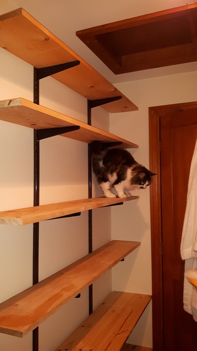 AdrianLong3's tweet photo. It's very useful having a helper to test the strength of shelving you've just put up. #DIYKitty https://t.co/zP7pcfyTDy