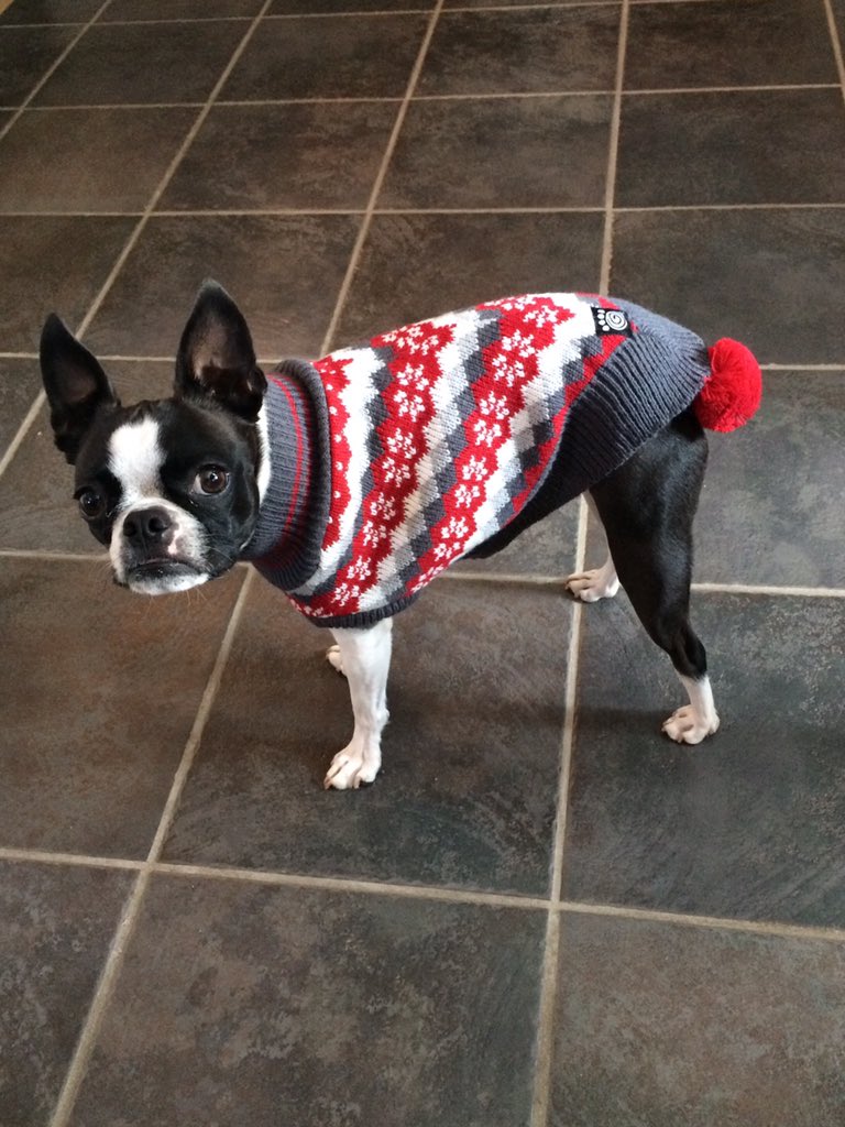 monkeyinabox's tweet photo. @MimZWay we have a lot of good doggo's on our street
...our Little Miss Thing considers herself to be #BlockBoss so, we have to keep her shod (and warm) in #AllOfTheFancy !
(her current go-to is this Poncho Avec Le PomPom, I think I Tweeted this one last month tho') https://t.co/WMWsxgbiwQ