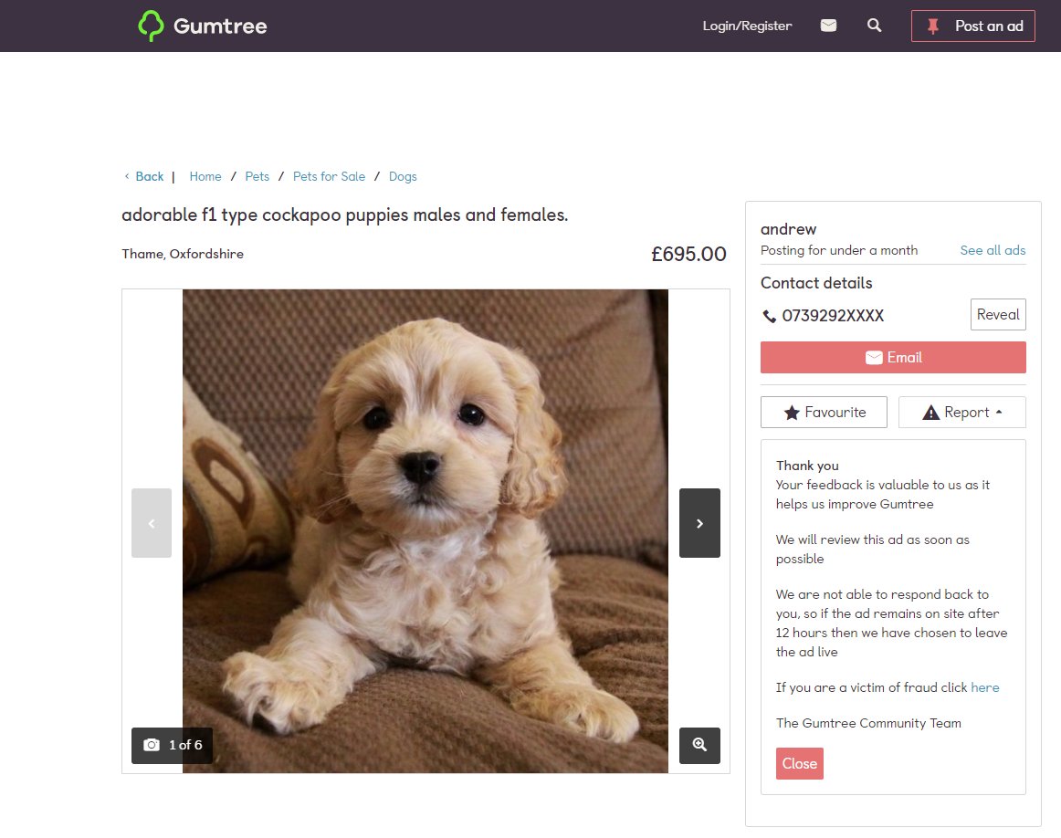 cockapoo puppies gumtree