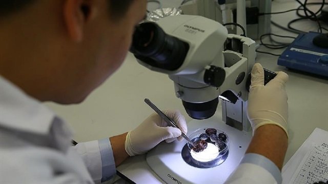 İYTE'de hurma zeytininin gen haritası çıkarıldı. yenisafak.com/teknoloji/hurm…