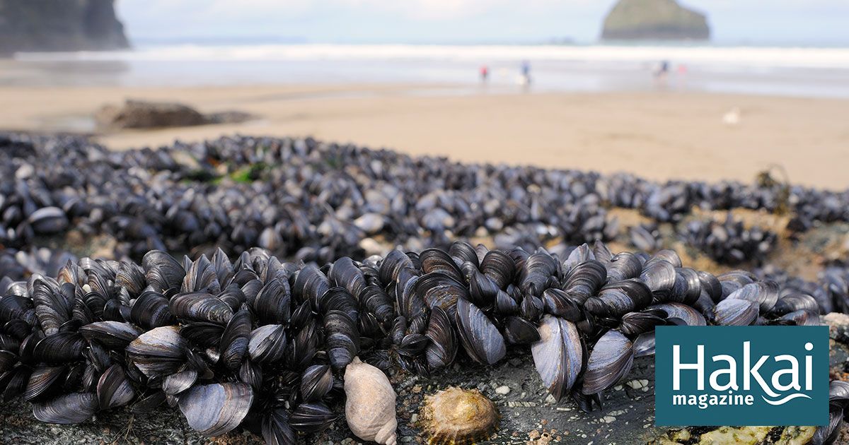 Climate Central on Twitter "Mussels are getting stressed out with