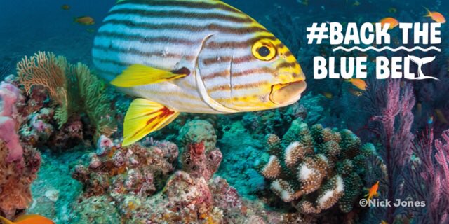 Benfogle's tweet photo. The Blue Belt will be the world’s largest fully-protected, sustainably-managed network of ocean sanctuaries. And in 60 seconds you can #BackTheBlueBelt here - https://t.co/e6njZH7jDD #BluePlanet2 https://t.co/V8ZsXY8JIz