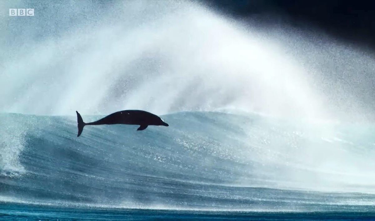 sascampaigns's tweet photo. RT if you're a big #BluePlanet2 fan &amp; part of the movement to protect our oceans &amp; awesome animals like these! #PlasticFreeCoastlines #OceanOptimism https://t.co/xGBVYI3ull https://t.co/Uop5f3fFJM