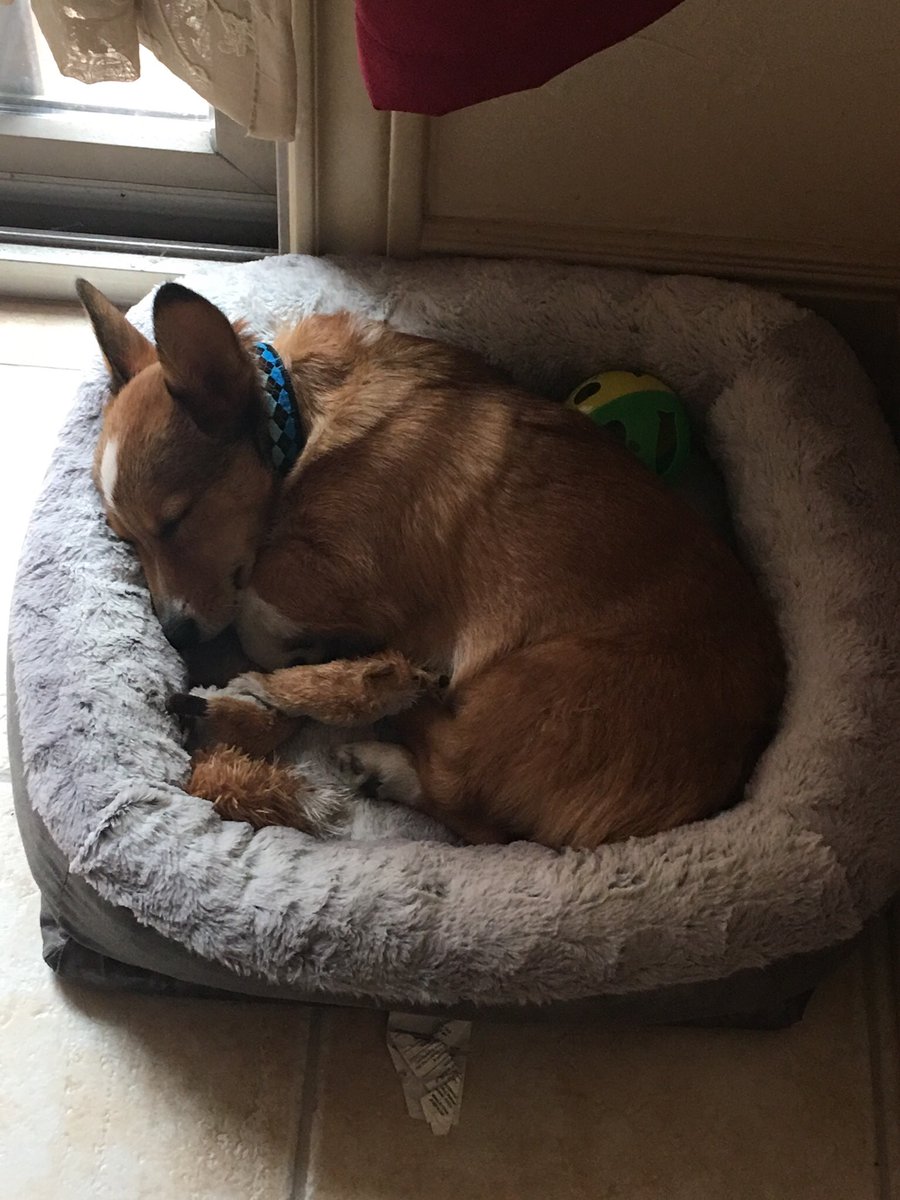 joeydtran's tweet photo. Oh my gosh! Isn’t he so adorable when he sleeps?! 😍😍😍 #LokiTheCorgi https://t.co/p20F2ZCnk8