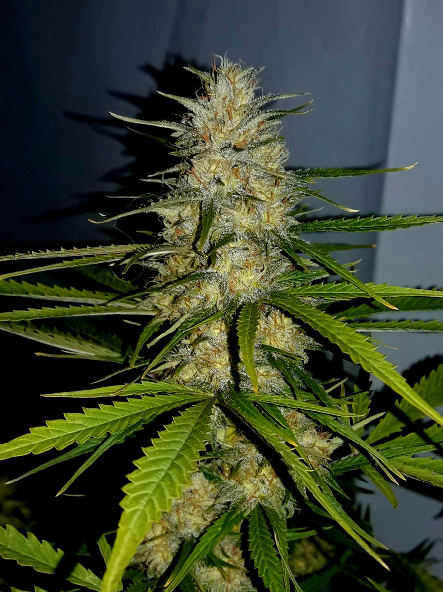 Apez140's tweet photo. #Momentos
#ChocoCandy de @GreenbudSeeds bajo #LED #R420ZR en Sust #Professional @VitaLinkEU #Orgánico, @LighthouseTents #RefBlanca #KitORCA de @HydroGardenLtd. https://t.co/a3dJdQRxrB
