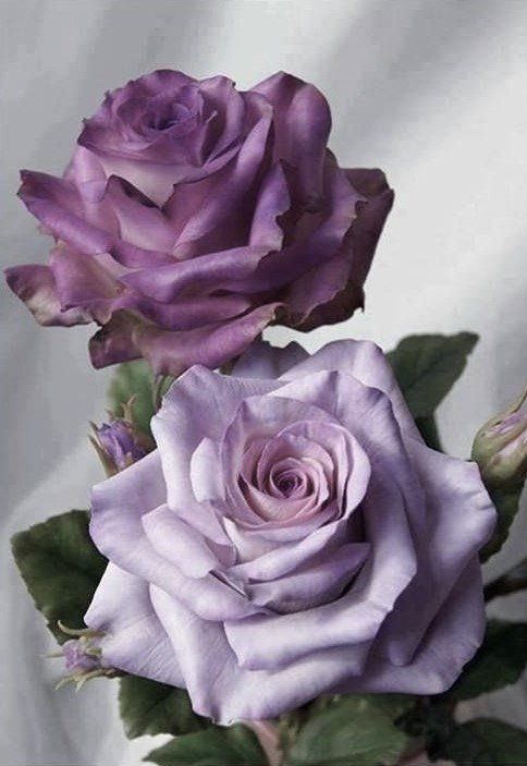 @satisfactihon <a href="/vibreatt_/">Byron JM</a> You as a rose, <a href="/vibreatt_/">Byron JM</a>. És mais precioso que o quartzo roxo, com a diferença que ainda consegues brilhar mais e não tens preço. 
A rose for Byron, with all the love,

Kimberly. 🌹