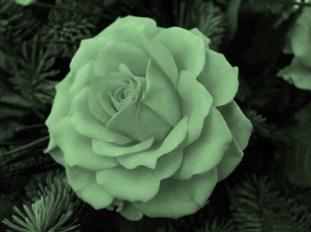 @satisfactihon <a href="/vibreatt_/">Byron JM</a> You as a rose, <a href="/vibreatt_/">Byron JM</a>. A cor do nosso grande amor. Sporting uma vez, Sporting sempre, tal como tu. 
A rose for Byron, with all the love,

Kimberly. 🌹