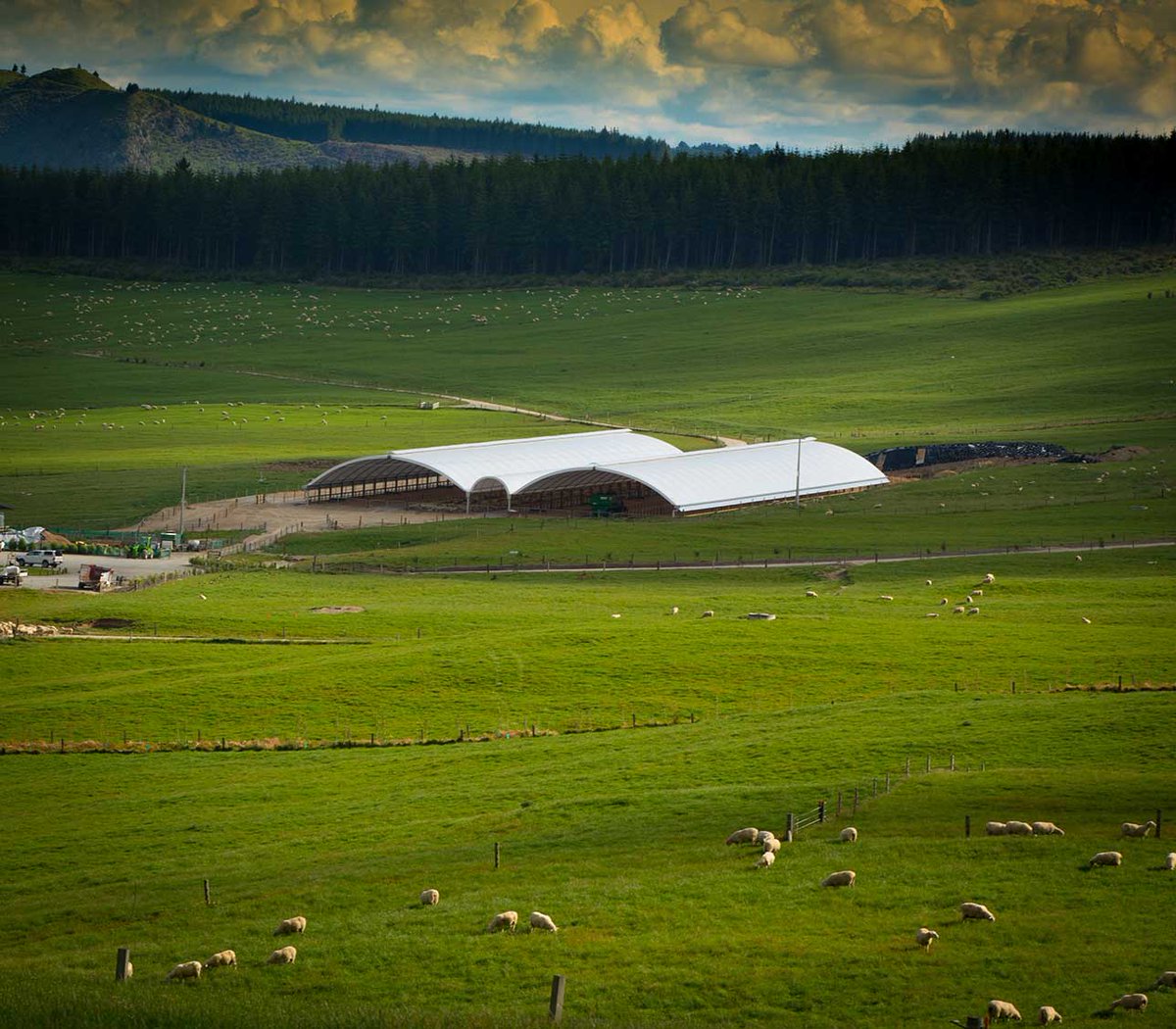 Spring Sheep Milk Co (@springsheepmilk) on Twitter photo Watch our COO, Nick Hammond on <a href="/RadioLIVENZ/">Sara Mcmillan</a> talking about the Sheep - Horizon Three PGP Programme. bit.ly/2At65jy Watch our COO, Nick Hammond on <a href="/RadioLIVENZ/">Sara Mcmillan</a> talking about the Sheep - Horizon Three PGP Programme. bit.ly/2At65jy