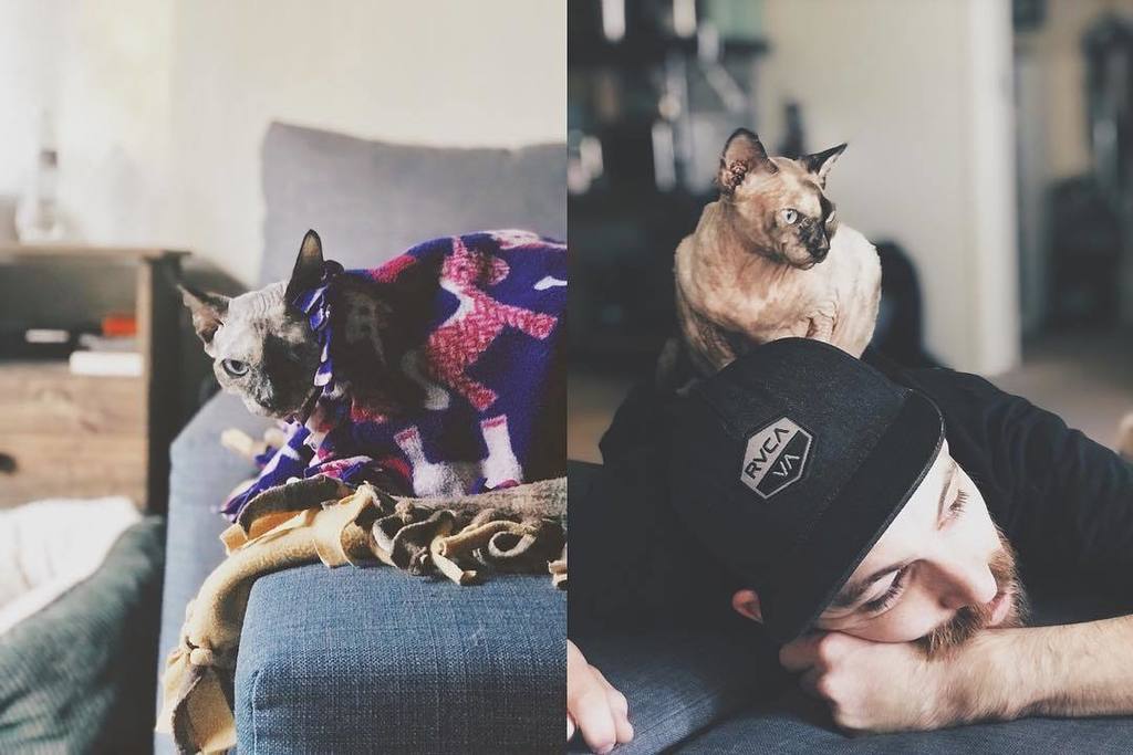 kevindeskins's tweet photo. Cricket has two rules: don’t touch her blankies, don’t touch her humans. She is the sole owner of both and not afraid to show it.
.
.
.
.
#cricketdeskins #catsofinstagram #sphynxofinstagram #sphynxofig #sphynxcat #sphynxlair #hairlesscat #rexcat #sphynxlove #catlove #instagr… https://t.co/eaHUKadt8i